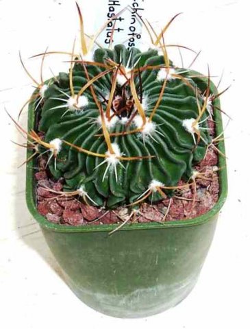 Stenocactus_hastatus